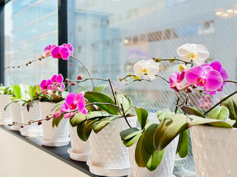 スタジオの胡蝶蘭に花が咲きました！