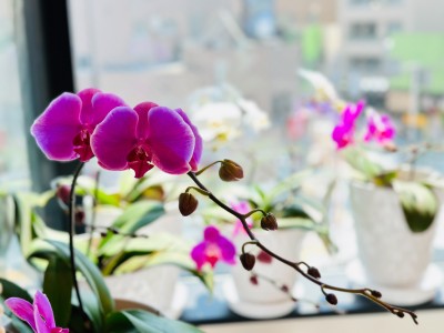 スタジオの胡蝶蘭に花が咲きました！